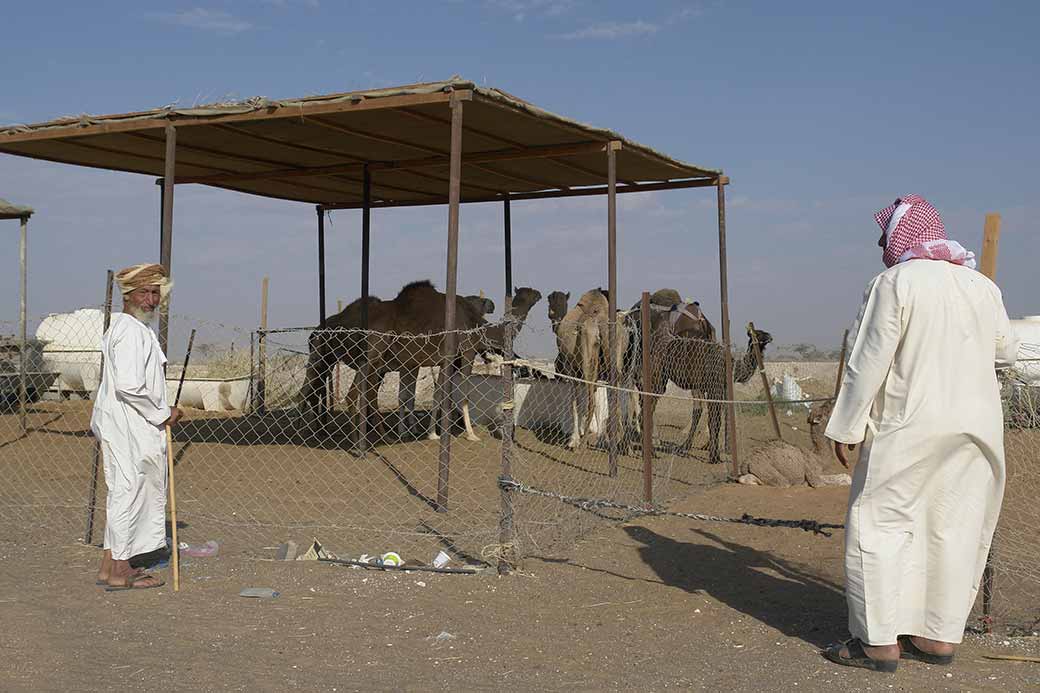 Inspecting camels
